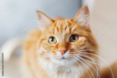Fototapeta Naklejka Na Ścianę i Meble -  Close up portrait of cute ginger cat. Fluffy pet looks curious. Cozy home background.