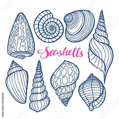 set of sketch seashells