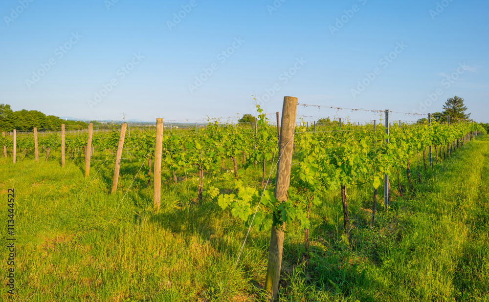 Landscape of vineyards in Vienna