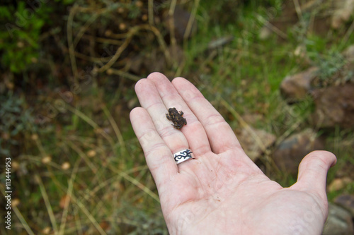 Small frog photo