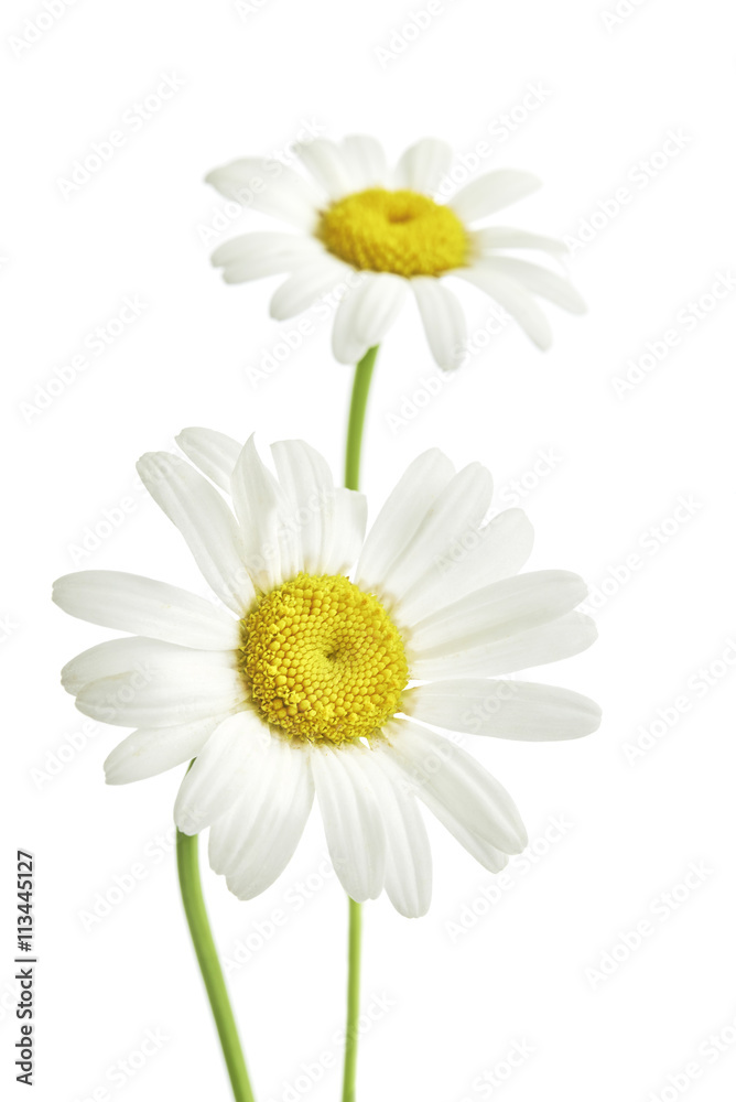 Fototapeta premium Two daisy flowers