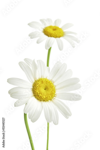 Two daisy flowers © Tom Pavlasek