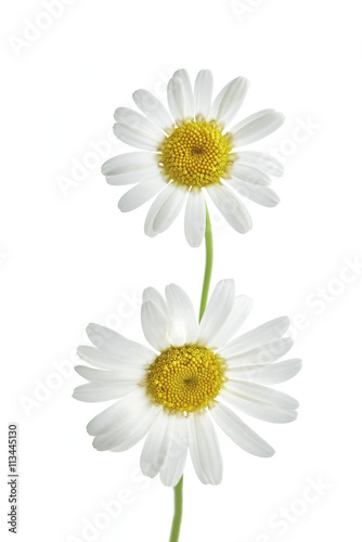 Fototapeta Naklejka Na Ścianę i Meble -  Two daisy flowers