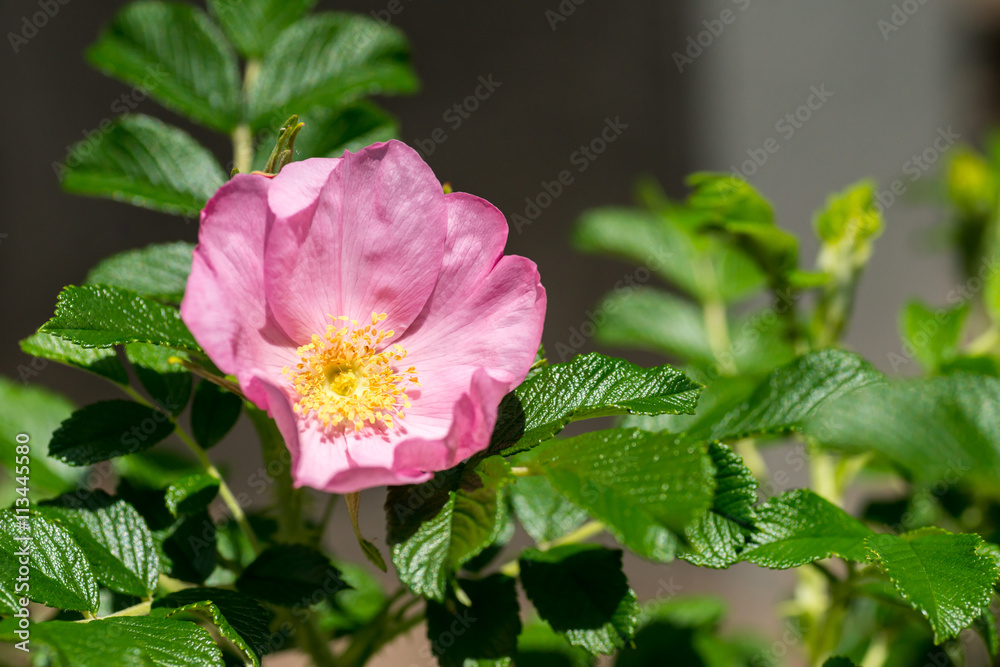 Obraz premium 浜茄子の花 