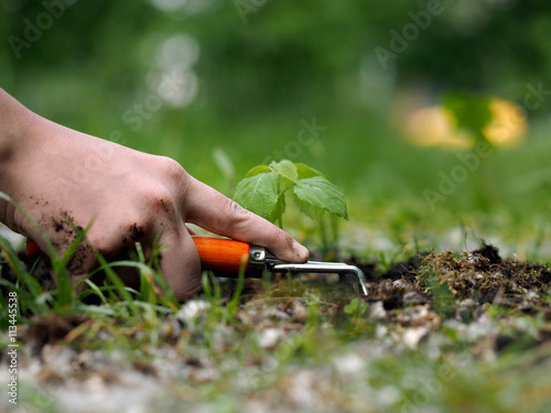 Planting of seedlings in the ground. Working in the garden. Human Hand, garden tools - rake, a young plant 
