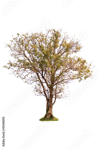 isolated deciduous tree