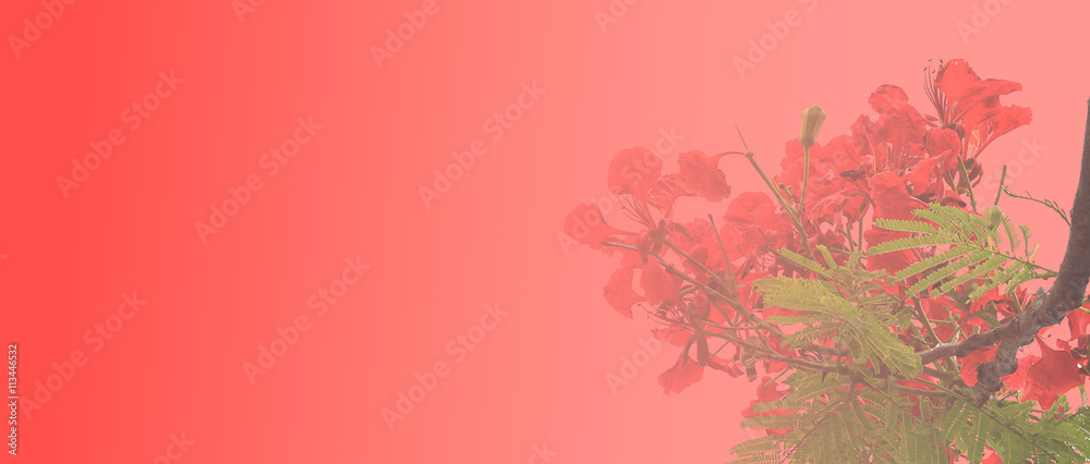 Beautiful red flowers blooming in soft and blur style for background