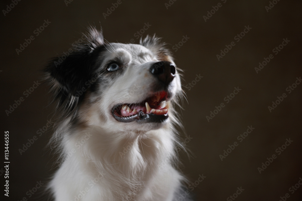 Fototapeta premium Australian Shepherd