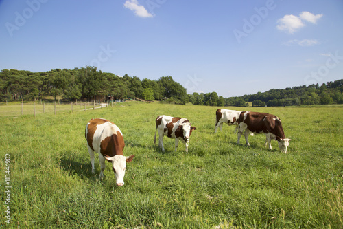 Primo piano di mucca francese