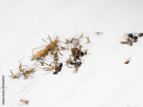 Mosquitoes and other harmful insects littering death, eliminate,