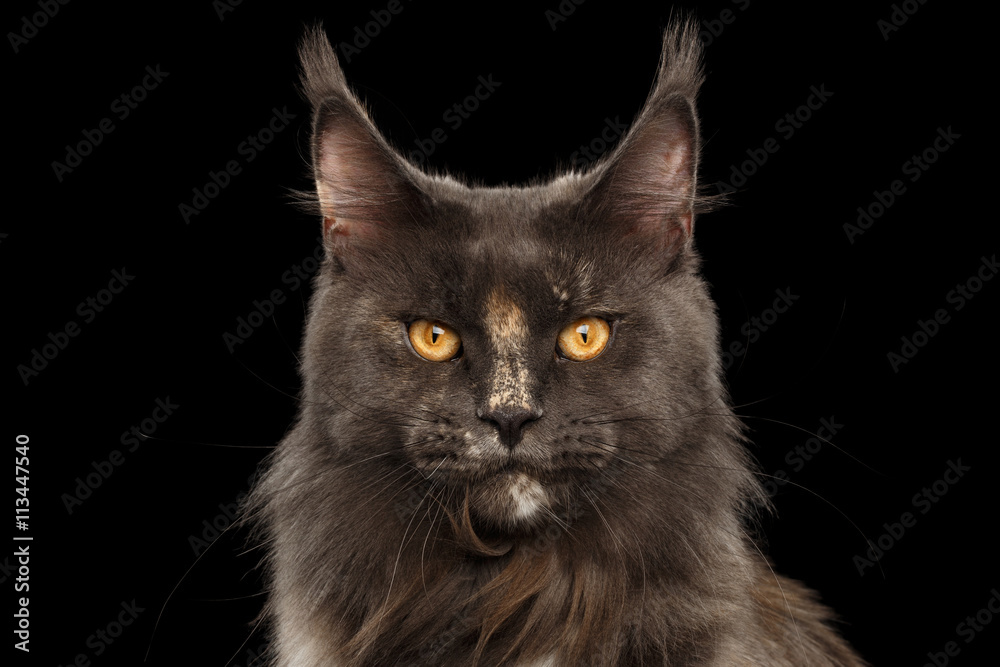Closeup Portrait of Maine Coon Cat Face in Front view Looking in Camera, Isolated on Black Background