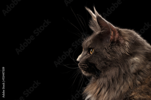 Closeup Maine Coon Cat Face in Profile view, Isolated on Black Background
