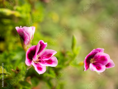 Fototapeta Naklejka Na Ścianę i Meble -  This beautiful pink geranium flower,
