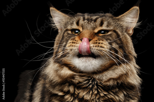 Closeup Portrait of Maine Coon Cat Face in Front view Looking in Camera and Licked Nose, Isolated on Black Background