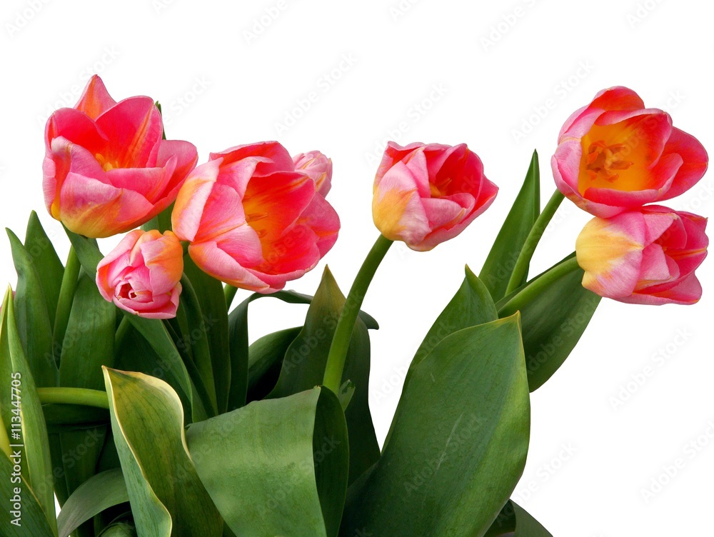 Fototapeta premium red tulips close up