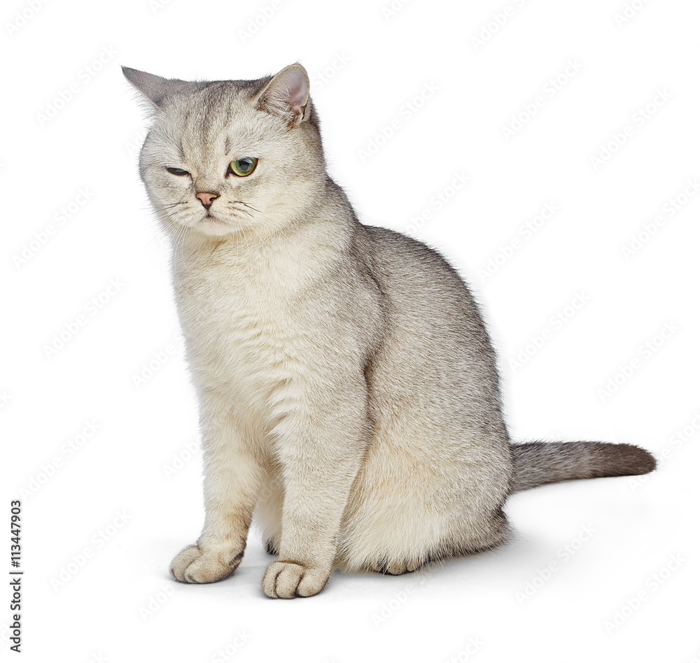 Cat with narrowed eyes. Gray British Shorthair.