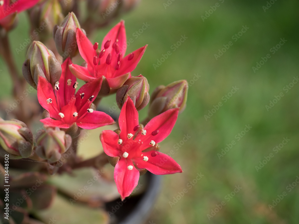 Fototapeta premium This beautiful red flowers,