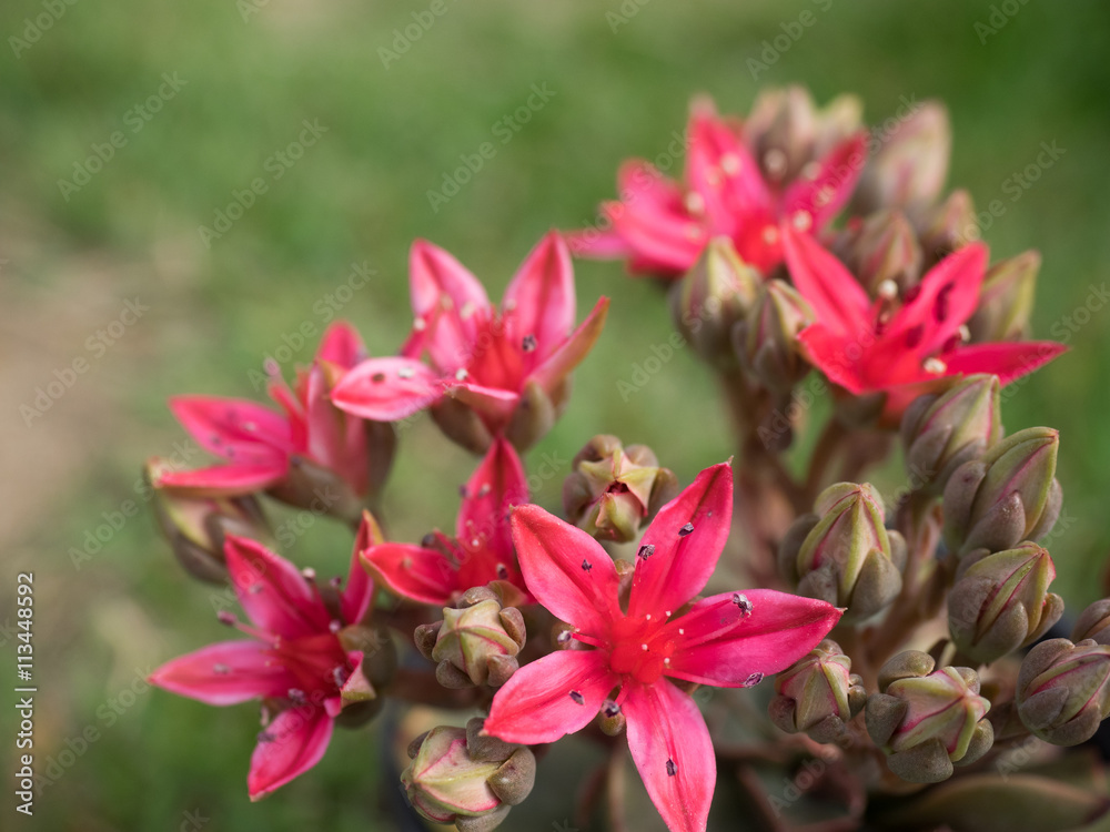 This beautiful red flowers, This beautiful red flowers,
