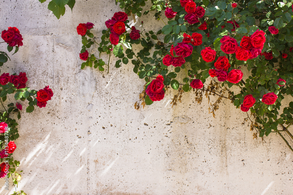 Fototapeta premium Frame of wild red roses in the background grunge wall, with space for text.
