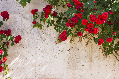 Frame of wild red roses in the background grunge wall, with space for text.