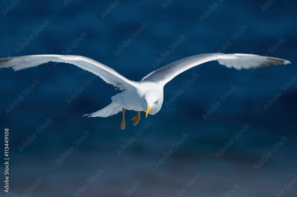 Seagull flying