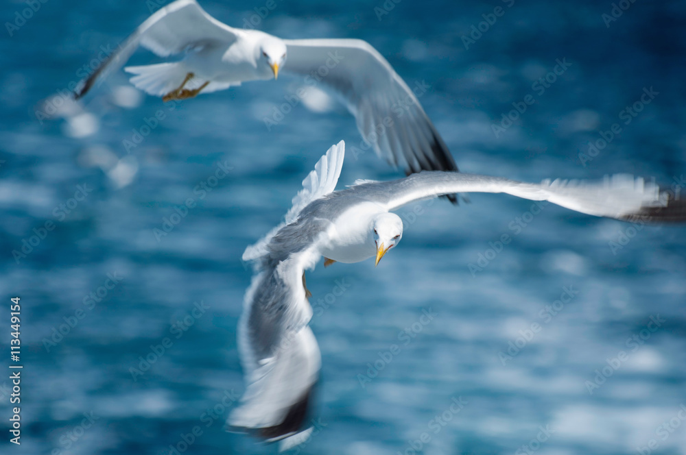 Naklejka premium Seagulls in flight. Shallow depth of field, bird's head in focus