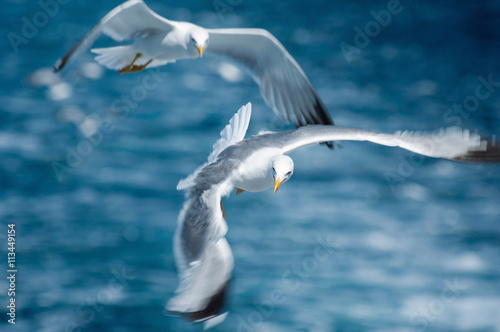 Seagulls in flight. Shallow depth of field, bird's head in focus
