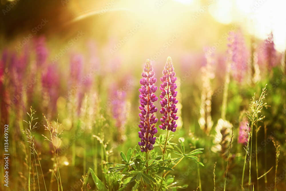 Obraz premium The lupins plant.
