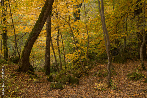 Fototapeta Naklejka Na Ścianę i Meble -  Fantasy fall landscape