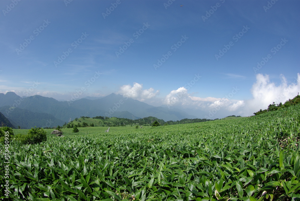 Fototapeta premium 夏の瓶ヶ森