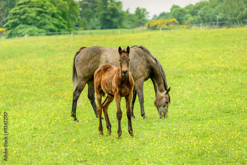 Newborn foal and its mother.