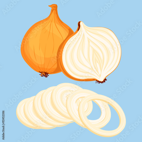 Vector illustration of fresh onion