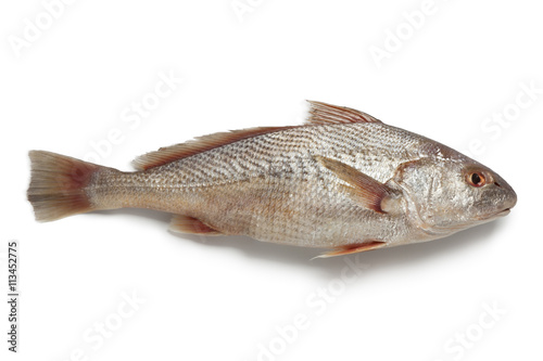 Whole single fresh raw koebi fish