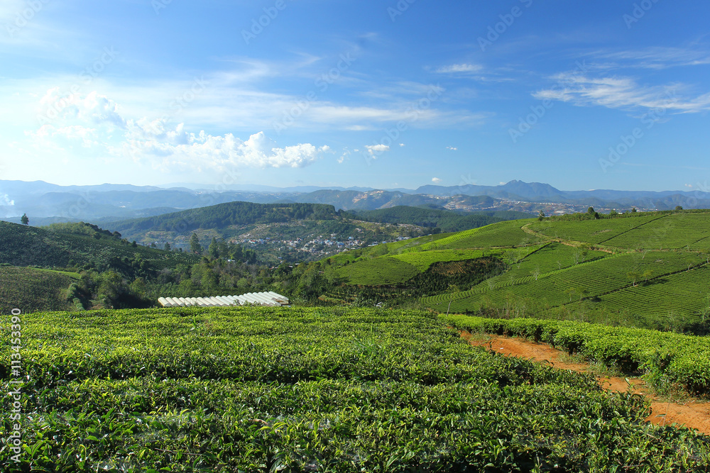 Cau Dat tea farm at Xuan Truong village, Lam Dong province, Vietnam.