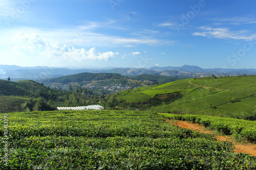 Cau Dat tea farm at Xuan Truong village, Lam Dong province, Vietnam.