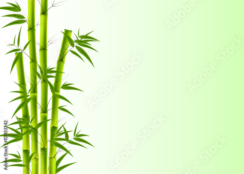 Fototapeta Naklejka Na Ścianę i Meble -  Vector illustration of Bamboo, Nature background with copy space