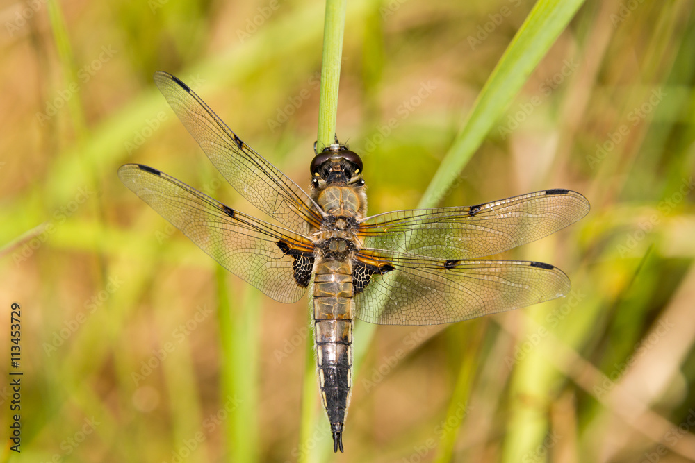 Dragonfly in spring 2016