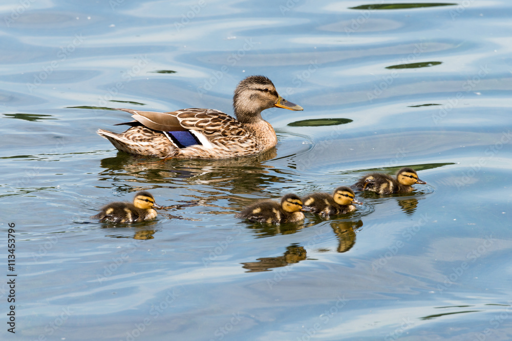 Fototapeta premium Family of Wild Ducks (Mallard)