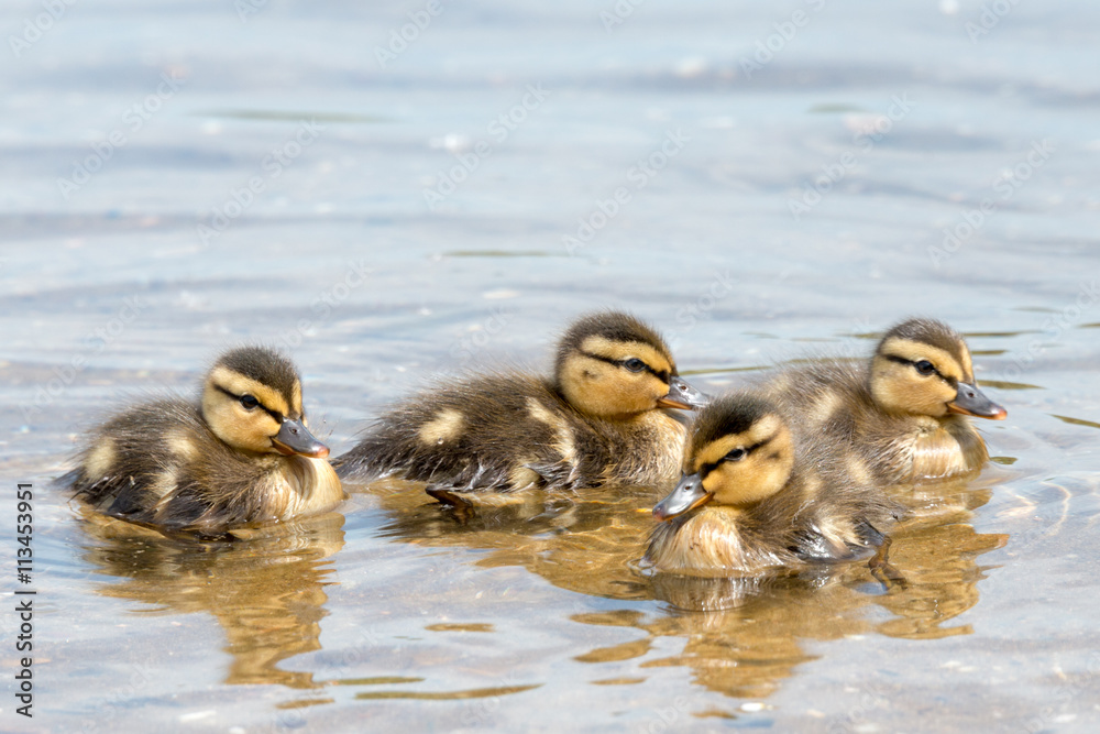 Group of four Chicklets of Wild Ducks (Mallard) Group of four Chicklets of Wild Ducks (Mallard)