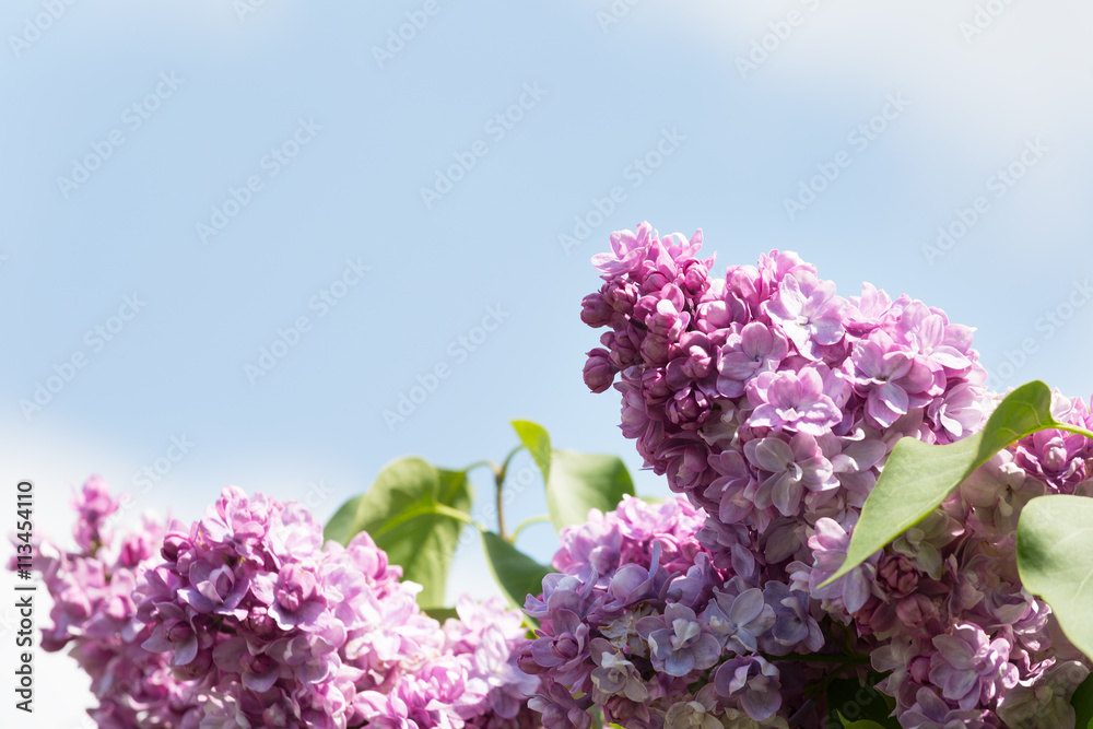 The branch of a flowering purple lilac on a background of blue sky The branch of a flowering purple lilac on a background of blue sky