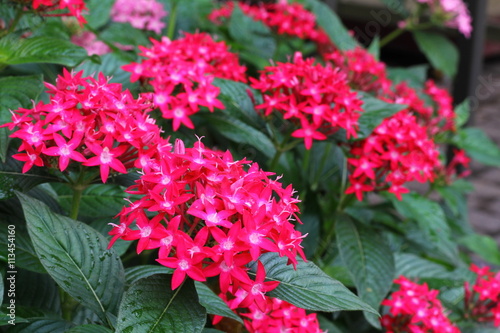 Red Pentas Lanceolata flower (Star flower)