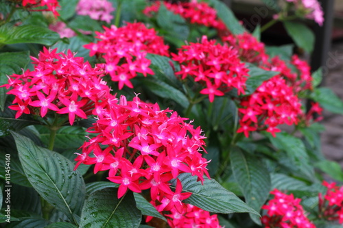 Red Pentas Lanceolata flower (Star flower) photo