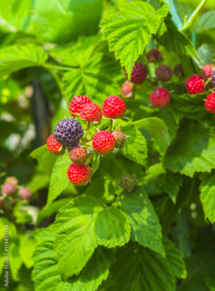fresh blackberries in a garden. Fresh blackberries on a bush outdoors in a field. blackberries. fresh blackberries in a garden. Fresh blackberries on a bush outdoors in a field. blackberries.
