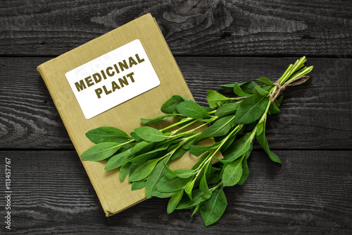 Polygonum aviculare or common knotgrass and directory medicinal photo