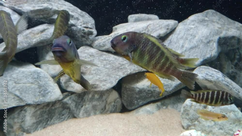 Especies De Peces Del Lago Tanganica Tropheus Ujiji Katonga Stock Video Adobe Stock