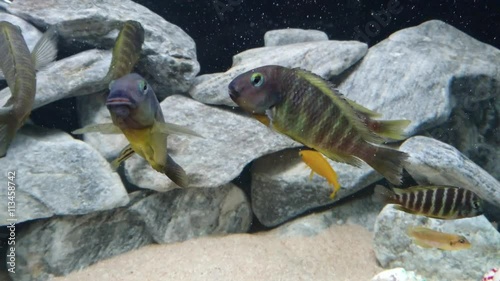 Especies de peces del lago Tanganica, Tropheus Ujiji Katonga photo