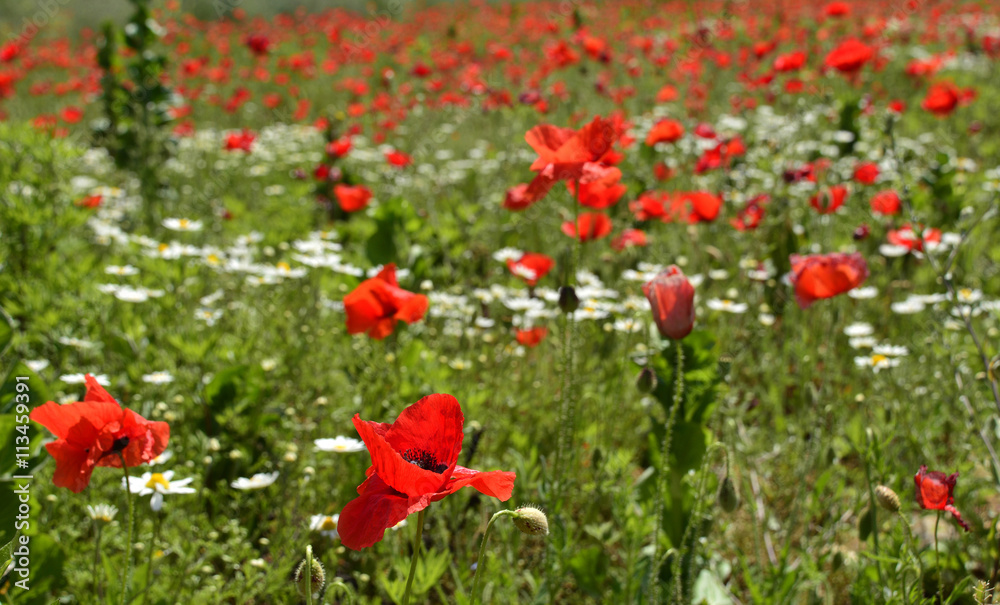 Fototapeta premium Poppy Field Near Cividale