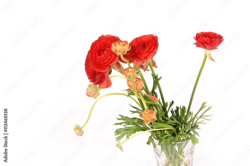 Fototapeta premium Ranunculus flowers isolated on white background