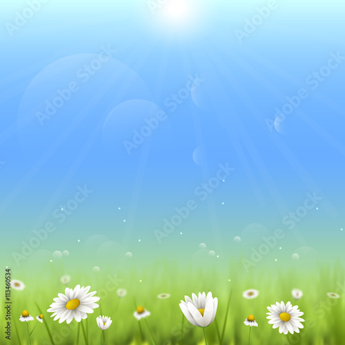 Floral summer background with chamomiles