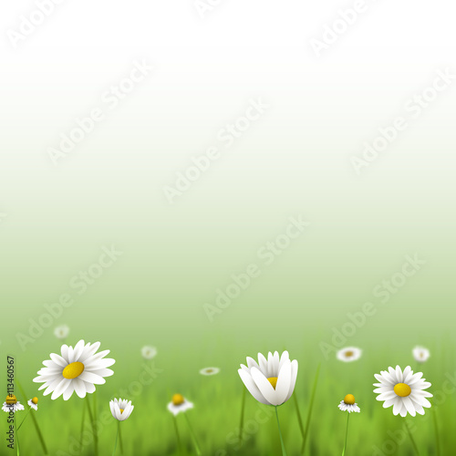 Floral summer background with chamomiles.